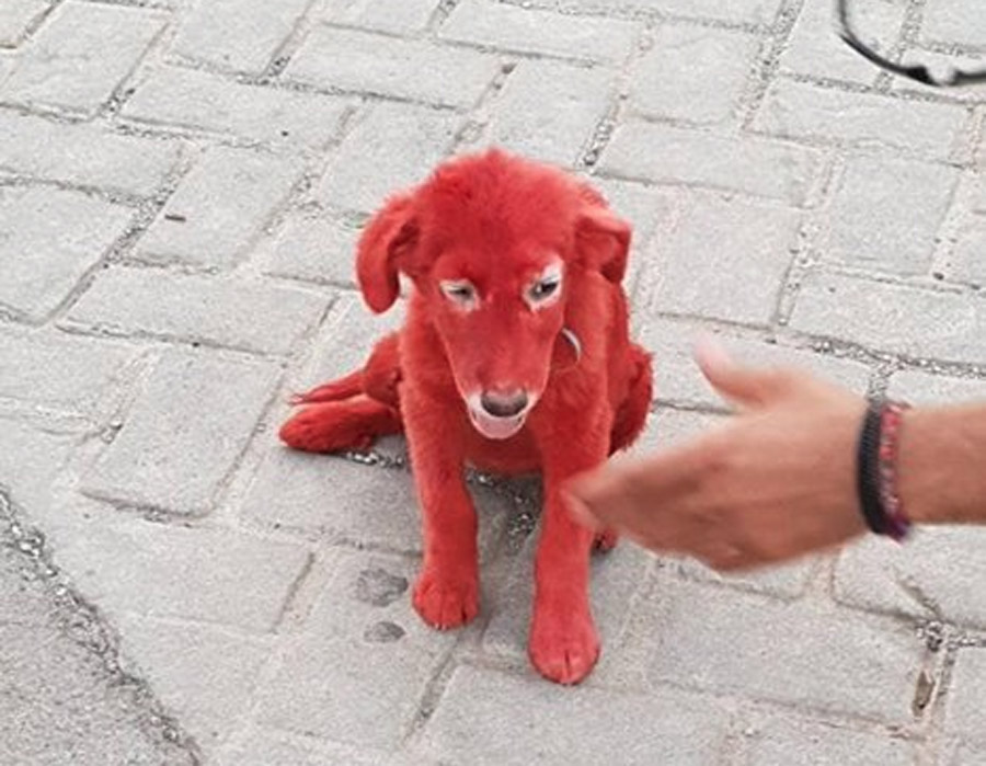 Красная собака купить